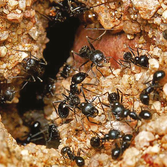 hgx mierenpoeder 75 gram